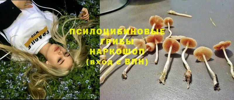 Псилоцибиновые грибы Cubensis  Ермолино 